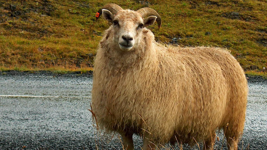 Mohair-neuleet – Lämpöä ja tyylikkyyttä